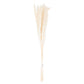 Mini White Pampas Grass Bunch Of 15