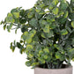 Eucalyptus Plant In Stone Effect Pot