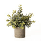 Eucalyptus Plant In Stone Effect Pot