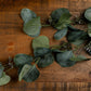 Eucalyptus Stem Spray