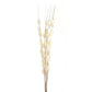 Bouquet Of Dried  Thlaspi Arvense