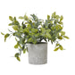 Small Box Plant In Grey Pot