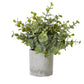 Small Button Eucalyptus Plant In Grey Pot