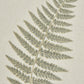 Fern Art On Texture-Torn Paper With Beaded Frame