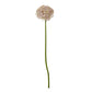 Lilac Giant Allium Stem
