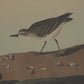 Flora & Fauna Collection Stints On Linen In Beaded Frame