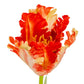Flame Orange Parrot Tulip