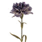 Purple Carnation Stem
