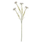 White Cornflower Stem