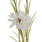 White Cornflower Stem