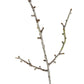 Snowy Winter Woodland Branch