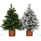 Snowy Norway Fir Pre-Lit Led 300L Fir Tree In Rattan Pot