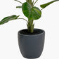 Elephant Ear Plant in Pot