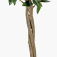 Medium Bay Tree in Pot