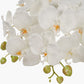 Medium White Orchid in Moss Pot
