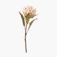 Apricot Lotus Pack of 6
