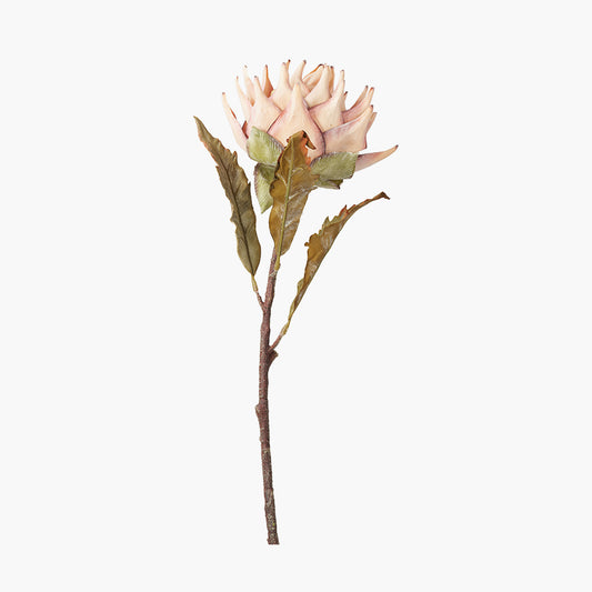 Apricot Lotus Pack of 6