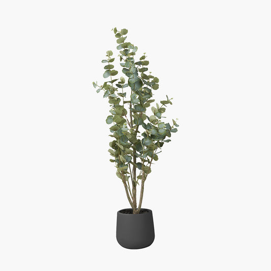 Eucalyptus Tree in Pot