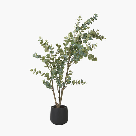 Large Eucalyptus Tree in Pot