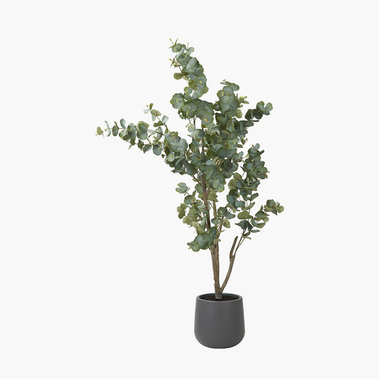 Large Eucalyptus Tree in Pot
