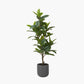 Magnolia Tree in Pot