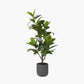 Magnolia Tree in Pot